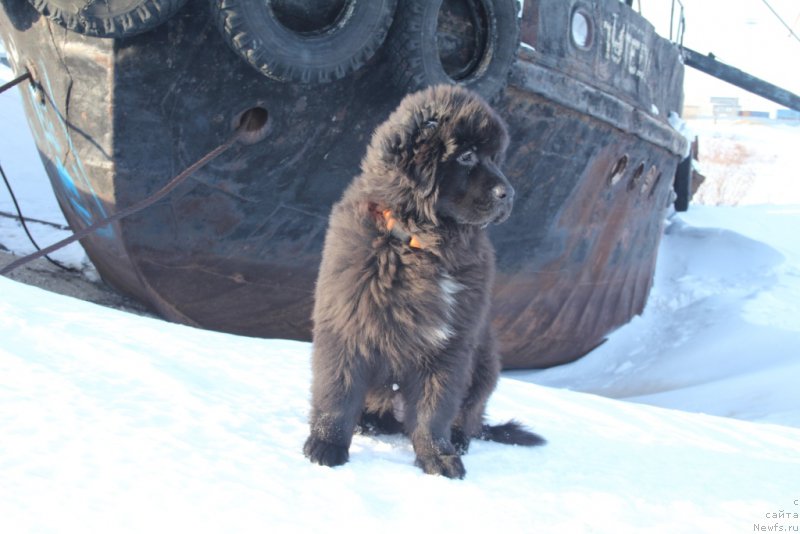 Фото: ньюфаундленд YEkselent B'yuti (Экселент Бьюти)