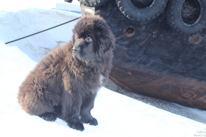 Фотография № 202585