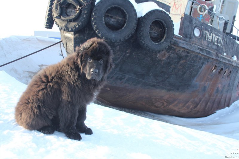 Фото: ньюфаундленд YEkselent B'yuti (Экселент Бьюти)