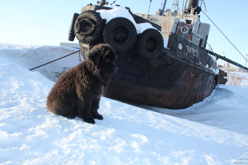 Фото: ньюфаундленд YEkselent B'yuti (Экселент Бьюти)