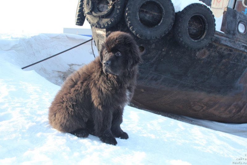 Фото: ньюфаундленд YEkselent B'yuti (Экселент Бьюти)