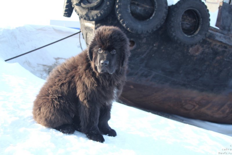 Фото: ньюфаундленд YEkselent B'yuti (Экселент Бьюти)