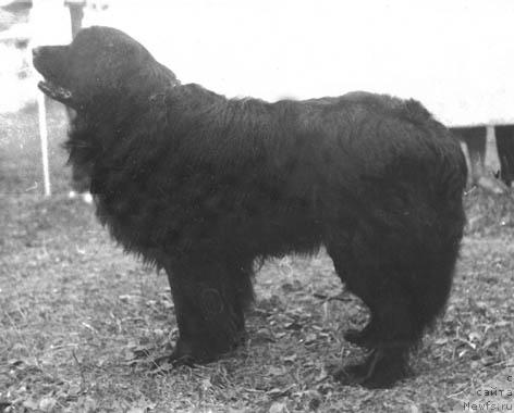 Фото: ньюфаундленд Cece YUlord (Цеце Юлорд)