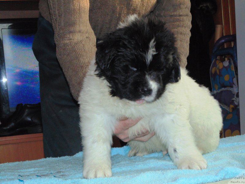 Фото: ньюфаундленд Boyard ot Karel'skih Medvedey (Боярд от Карельских Медведей)