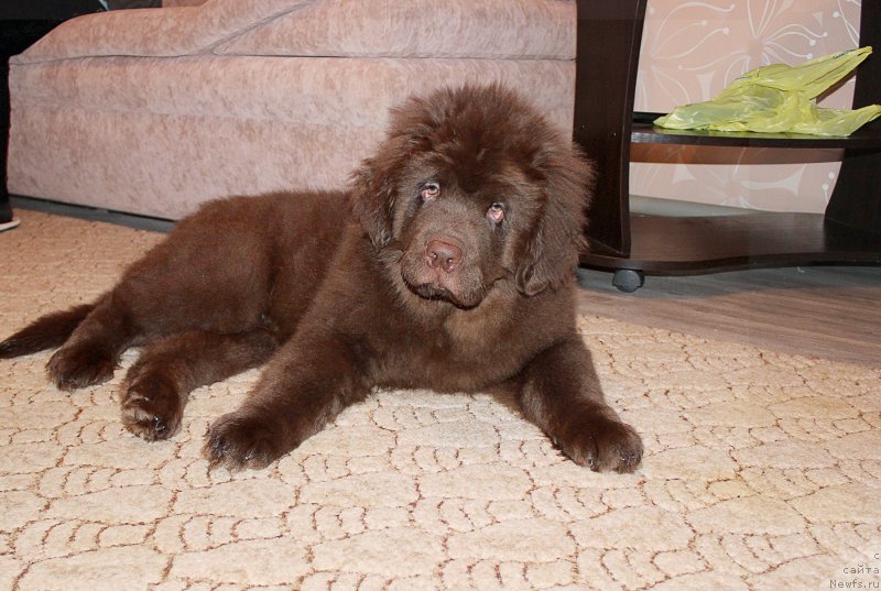 Фотография № 202626