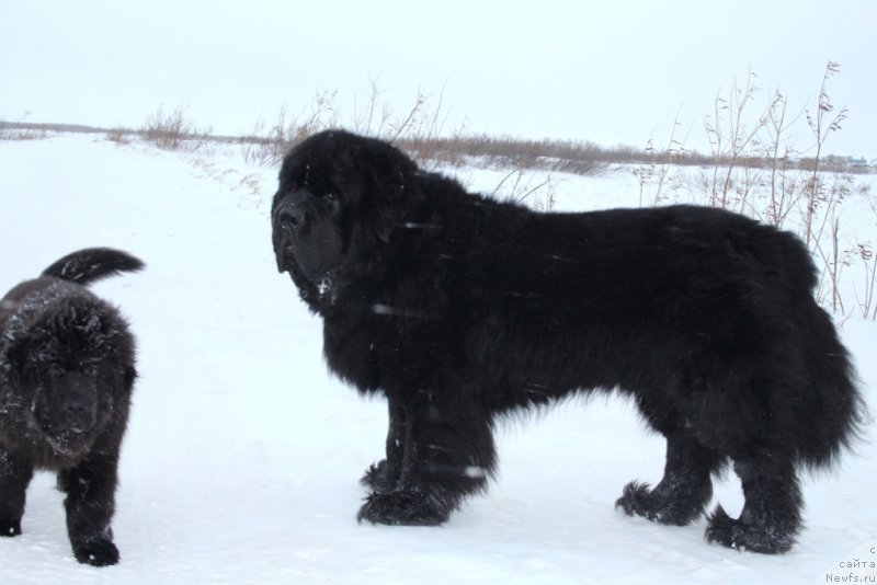 Фото: ньюфаундленд Beguschaya po Volnam Zero Kool (Бегущая по Волнам Зеро Коол)