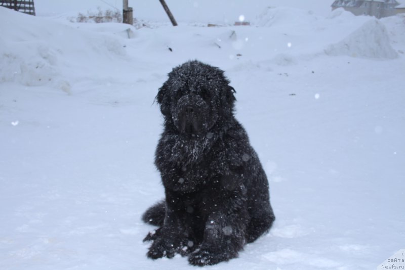 Фото: ньюфаундленд YAntarnaya Mechta (Янтарная Мечта)