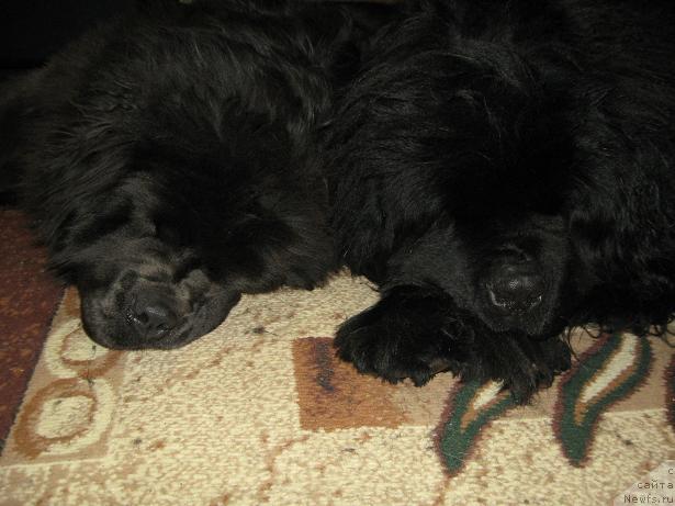 Фото: ньюфаундленд Zahar iz Medvej'ego YAra (Захар из Медвежьего Яра), ньюфаундленд Yuzhny Sharm iz Medvejyego Yara (Южный Шарм из Медвежьего Яра)