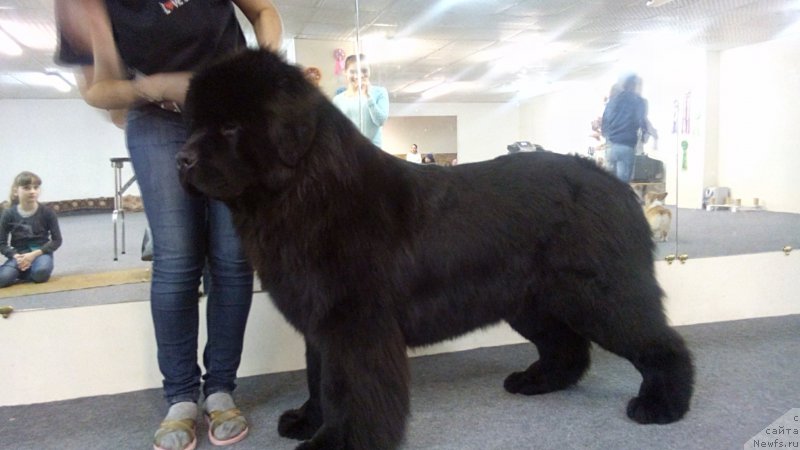 Фото: ньюфаундленд Bendjamin Dizrayeli (Бенджамин Дизраэли)