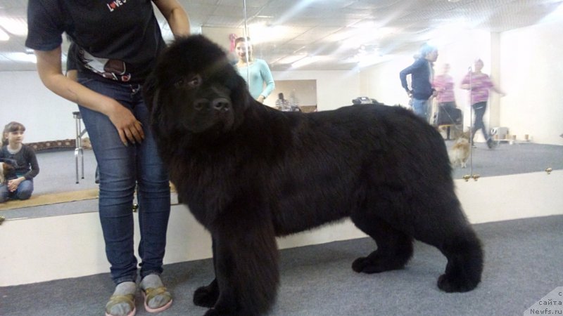 Фото: ньюфаундленд Bendjamin Dizrayeli (Бенджамин Дизраэли)