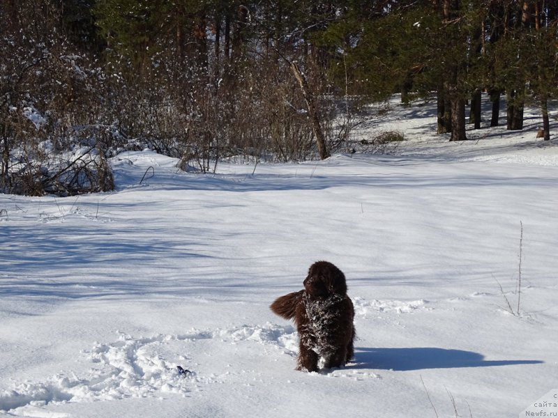 Фото: ньюфаундленд N'yufort Vivian (Ньюфорт Вивиан)