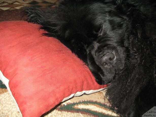 Фото: ньюфаундленд Tsarevich Slavny iz Medvejyego Yara (Царевич Славный из Медвежьего Яра)