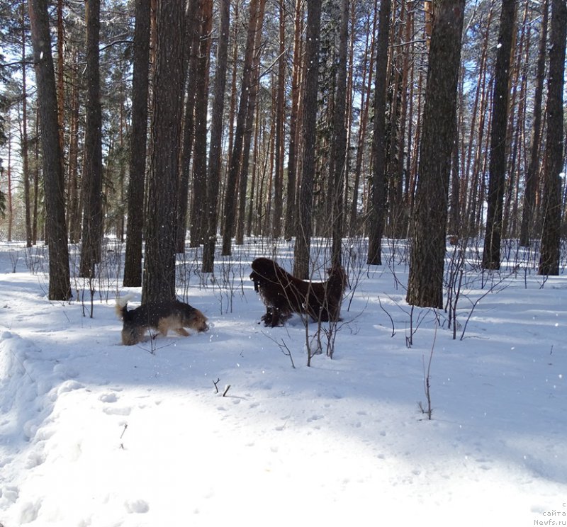 Фото: ньюфаундленд N'yufort Vivian (Ньюфорт Вивиан)