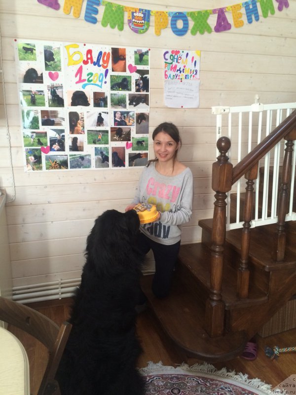 Фото: ньюфаундленд CHernyiy Balu Erofey (Черный Балу Ерофей)