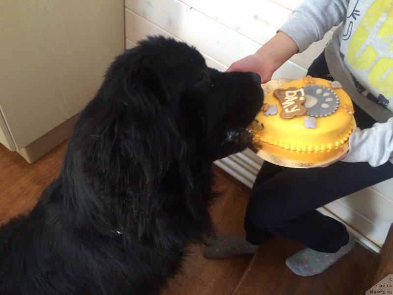 Фото: ньюфаундленд CHernyiy Balu Erofey (Черный Балу Ерофей)