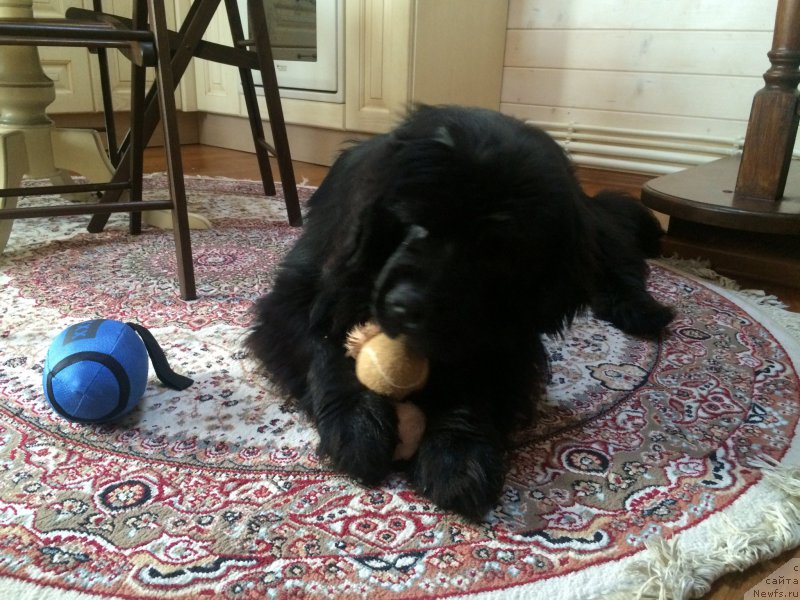Фото: ньюфаундленд CHernyiy Balu Erofey (Черный Балу Ерофей)