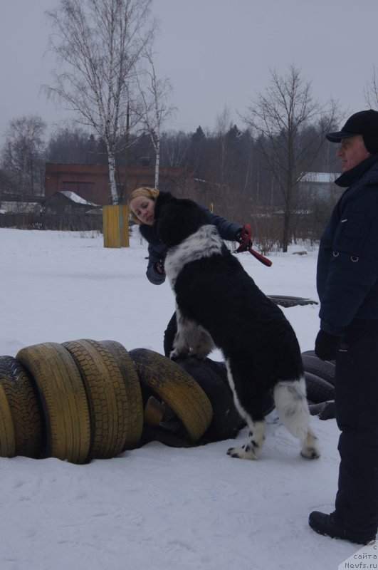 Фото: ньюфаундленд Angels Keeper Nibelung (Энджелс Кипер Нибелунг)