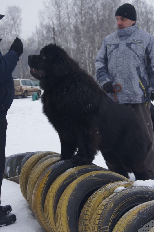 Фото: ньюфаундленд Ermak s Berega Dona (Ермак с Берега Дона), Александр