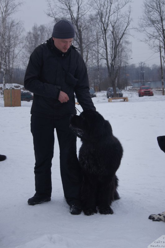 Фото: ньюфаундленд Egor s Berega Dona (Егор с Берега Дона), Игорь