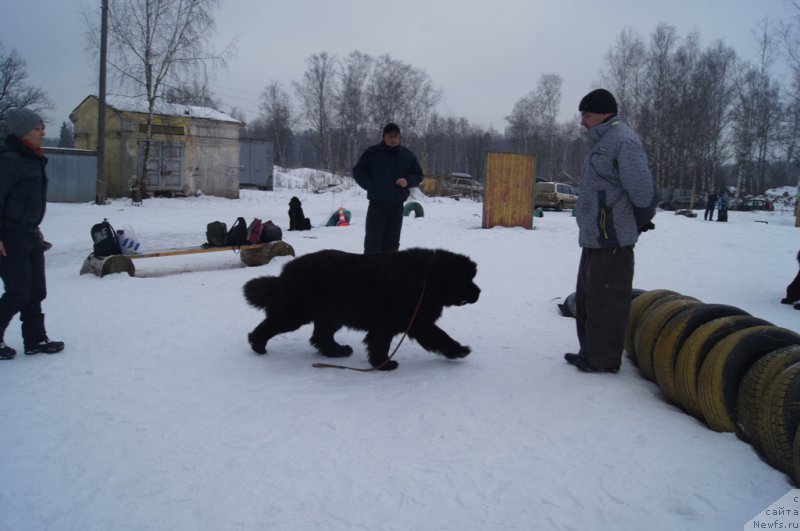 Фото: ньюфаундленд Ermak s Berega Dona (Ермак с Берега Дона), Александр