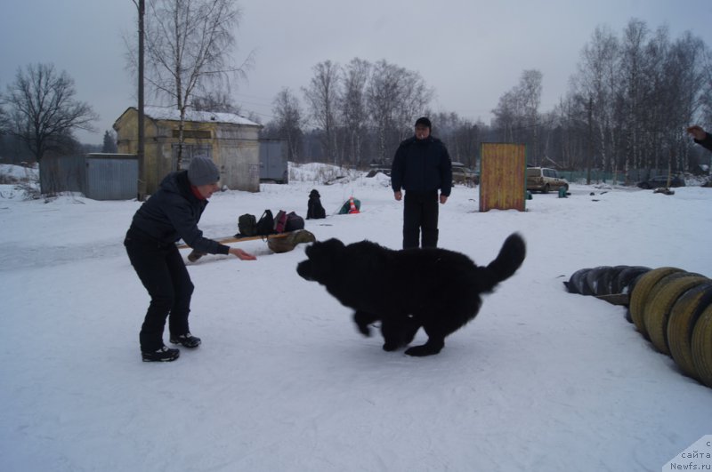 Фото: ньюфаундленд Egor s Berega Dona (Егор с Берега Дона)