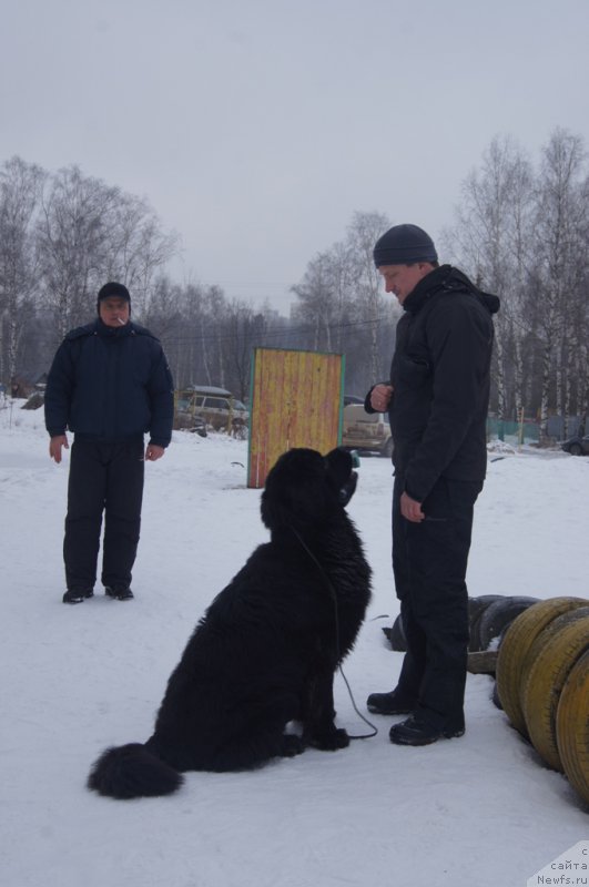 Фото: ньюфаундленд Egor s Berega Dona (Егор с Берега Дона), Игорь