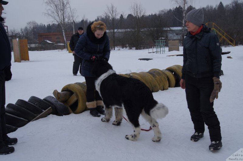 Фото: ньюфаундленд Angels Keeper Nibelung (Энджелс Кипер Нибелунг), Larisa Kutina (Лариса Кутина), Оля