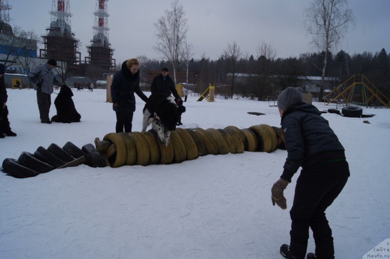 Фото: ньюфаундленд Angels Keeper Nibelung (Энджелс Кипер Нибелунг)