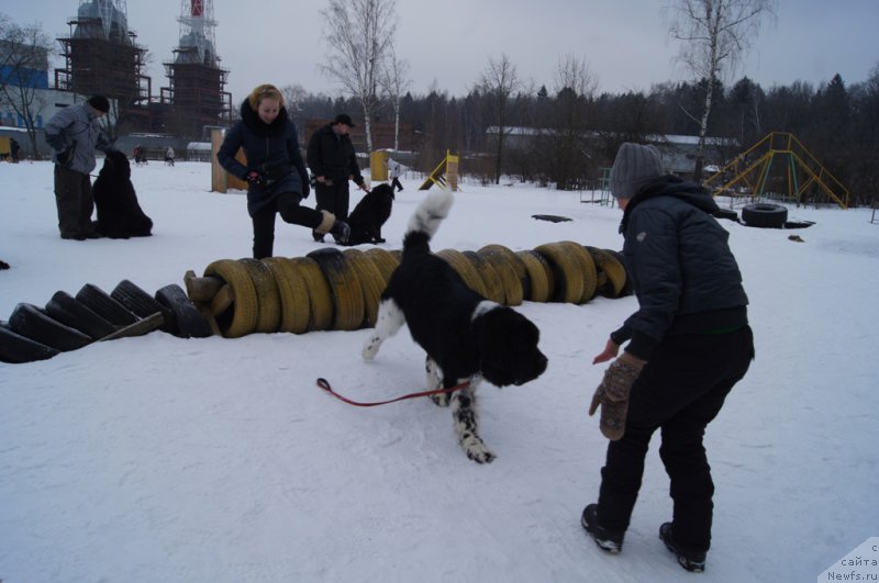 Фото: ньюфаундленд Angels Keeper Nibelung (Энджелс Кипер Нибелунг)