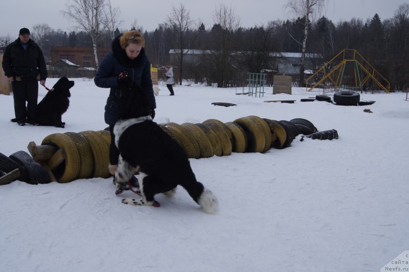 Фото: ньюфаундленд Angels Keeper Nibelung (Энджелс Кипер Нибелунг)