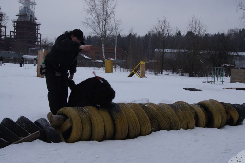 Фото: ньюфаундленд Sent Djons Larel Leolanda (Сент Джонс Ларель Леоланда)