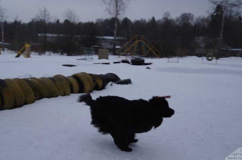 Фото: ньюфаундленд Sent Djons Larel Leolanda (Сент Джонс Ларель Леоланда)