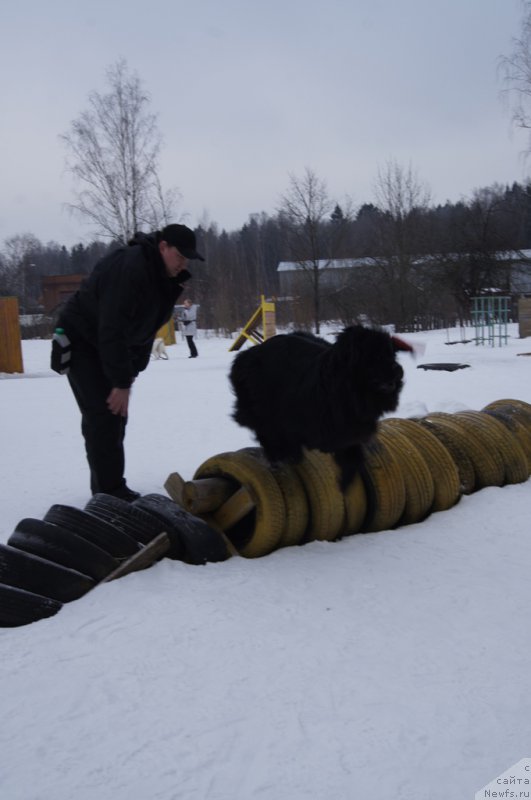 Фото: ньюфаундленд Sent Djons Larel Leolanda (Сент Джонс Ларель Леоланда)