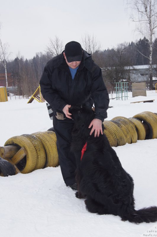 Фото: ньюфаундленд Sent Djons Larel Leolanda (Сент Джонс Ларель Леоланда)