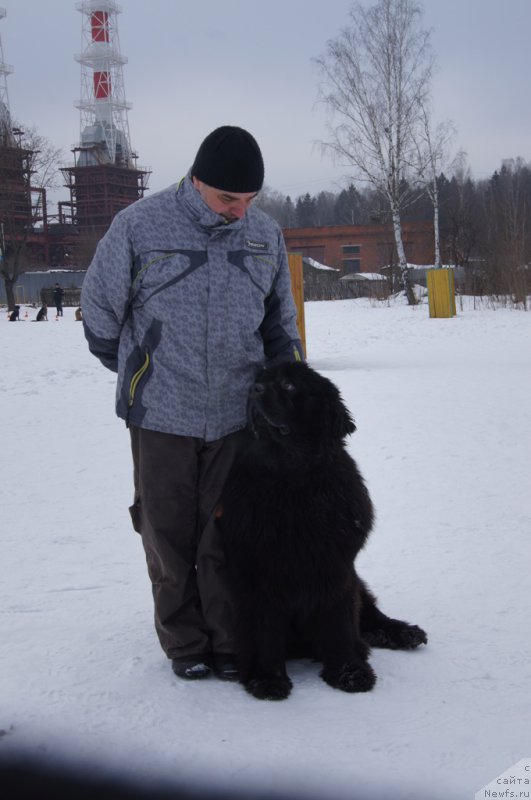 Фото: ньюфаундленд Ermak s Berega Dona (Ермак с Берега Дона)
