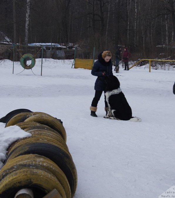Фото: ньюфаундленд Angels Keeper Nibelung (Энджелс Кипер Нибелунг)