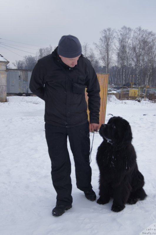 Фото: ньюфаундленд Egor s Berega Dona (Егор с Берега Дона)