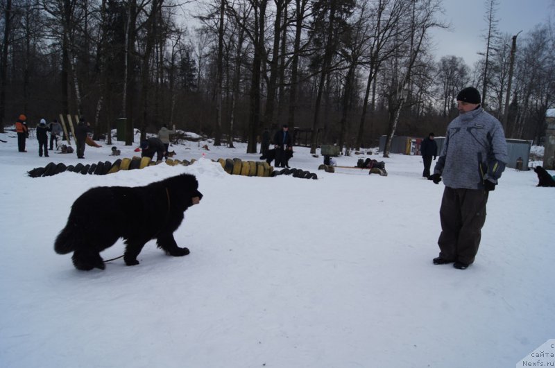 Фото: ньюфаундленд Ermak s Berega Dona (Ермак с Берега Дона), Александр