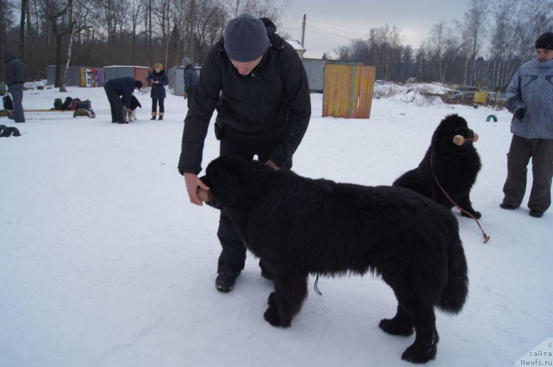 Фото: ньюфаундленд Egor s Berega Dona (Егор с Берега Дона), ньюфаундленд Ermak s Berega Dona (Ермак с Берега Дона)
