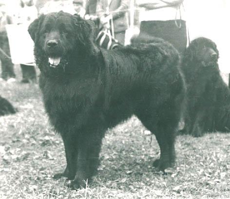 Фото: ньюфаундленд Cedam Han (Цедам Хан)