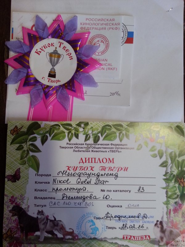 Фото: ньюфаундленд Nikol Gold Star (Николь Голд Стар)