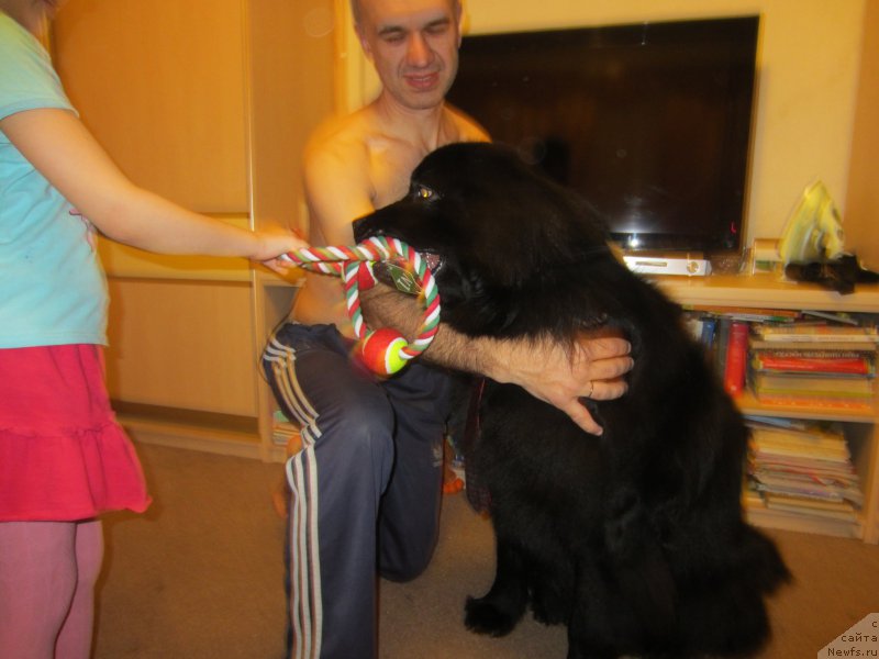 Фото: ньюфаундленд CHernyiy Balu Elisey (Черный Балу Елисей)