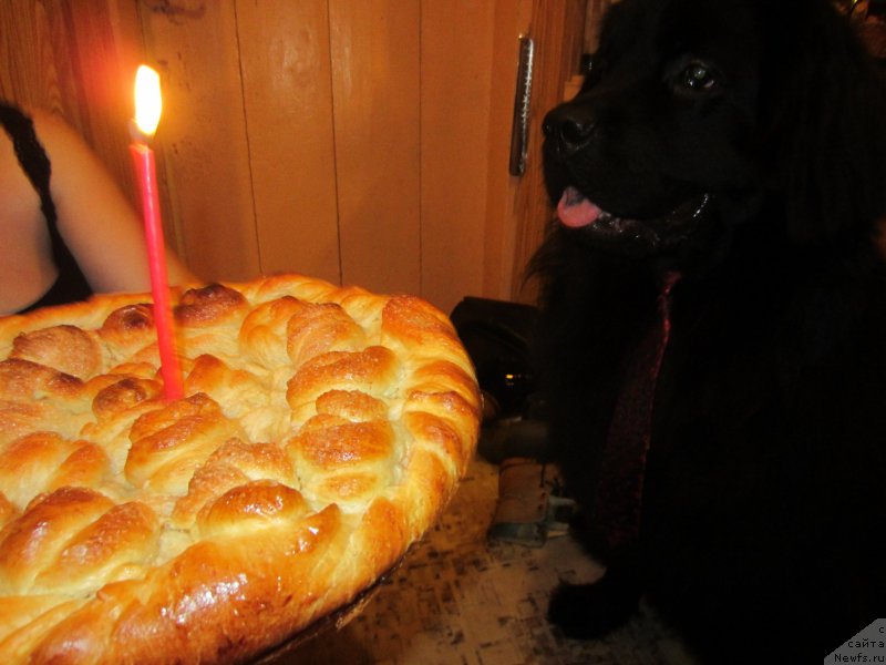 Фото: ньюфаундленд CHernyiy Balu Elisey (Черный Балу Елисей)