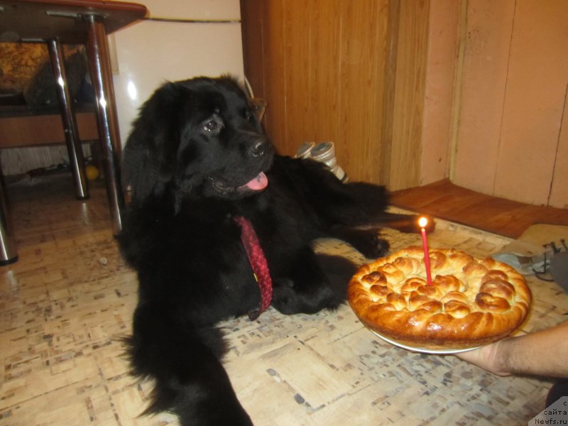 Фото: ньюфаундленд CHernyiy Balu Elisey (Черный Балу Елисей)