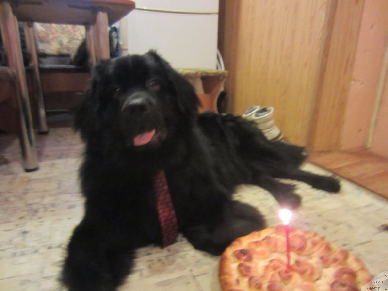 Фото: ньюфаундленд CHernyiy Balu Elisey (Черный Балу Елисей)