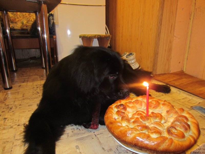 Фото: ньюфаундленд CHernyiy Balu Elisey (Черный Балу Елисей)