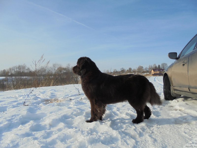Фото: ньюфаундленд Nikol Gold Star (Николь Голд Стар)