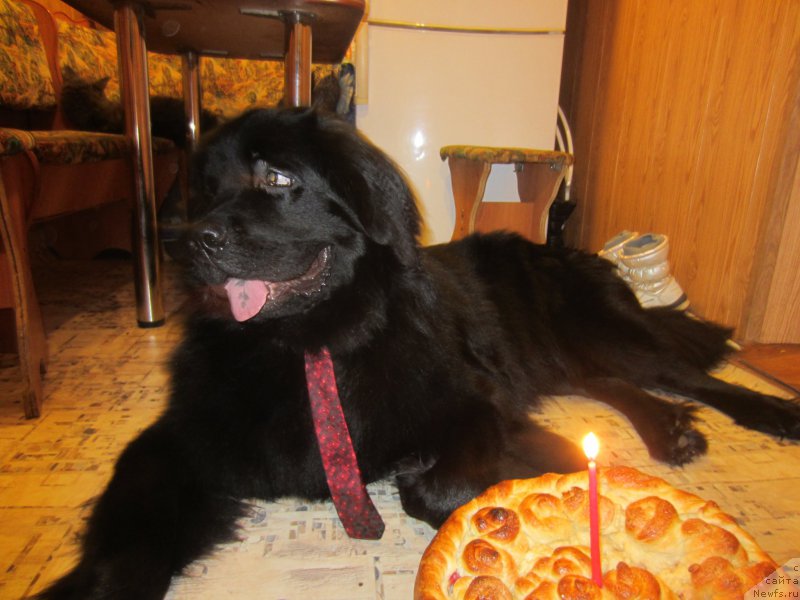 Фото: ньюфаундленд CHernyiy Balu Elisey (Черный Балу Елисей)