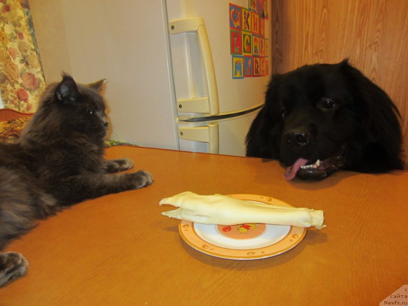 Фото: ньюфаундленд CHernyiy Balu Elisey (Черный Балу Елисей)