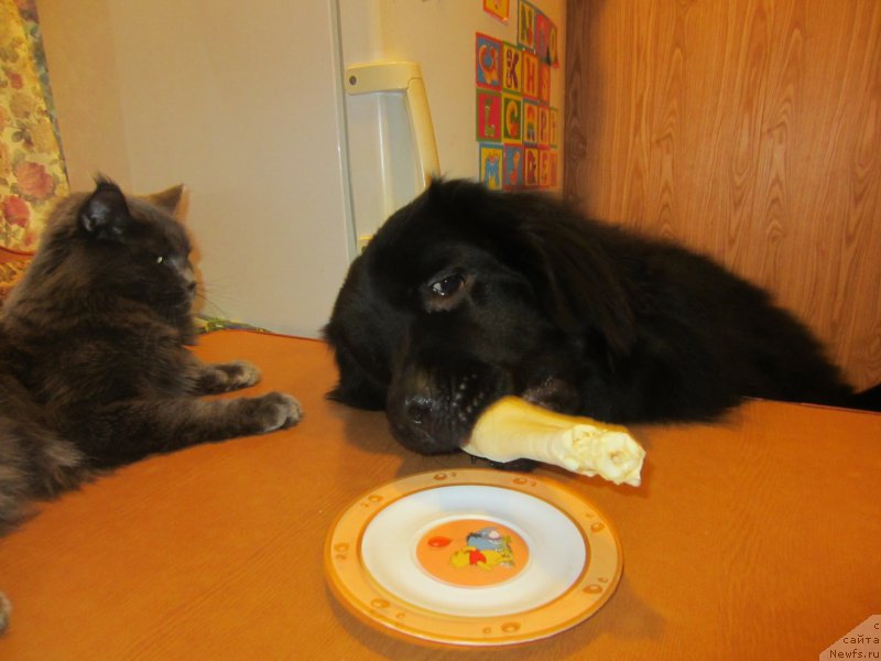 Фотография № 202721